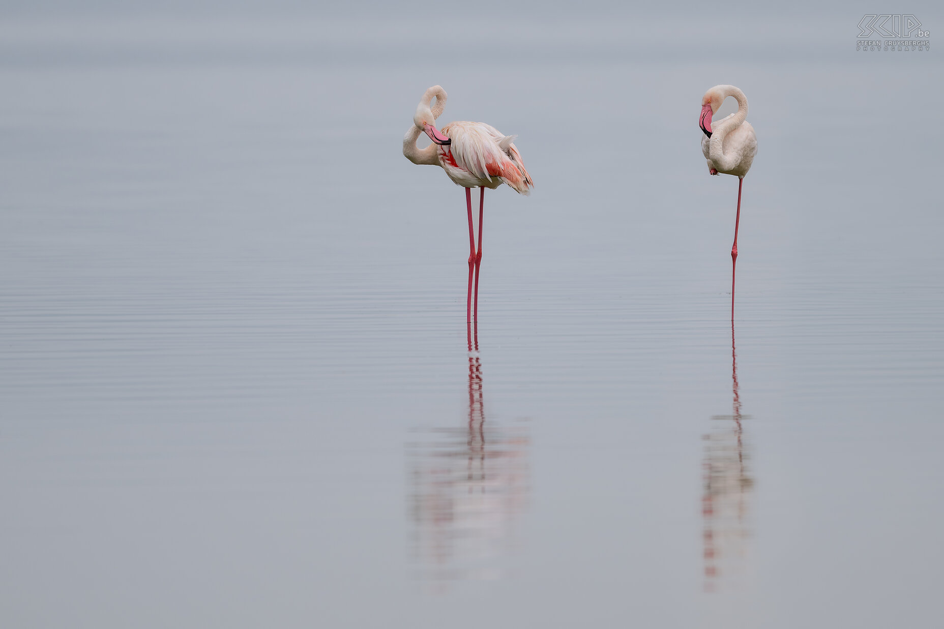 Soysambu - Greater flamingos  Stefan Cruysberghs